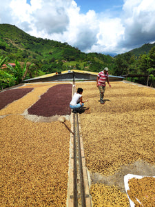 Colombia Coffee Farm and coffee Farmers