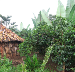 Ethiopia Yirgacheffe Single Origin Coffee Farm
